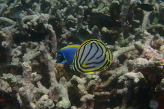 Chaetodon meyeri