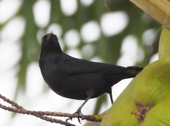 Ptiloxena atroviolacea