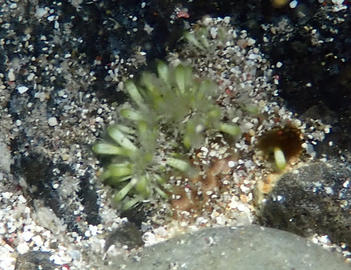 Neomeris annulata observed 2026-03-15