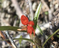 Orange-throated orchid (Scaphyglottis bidentata)