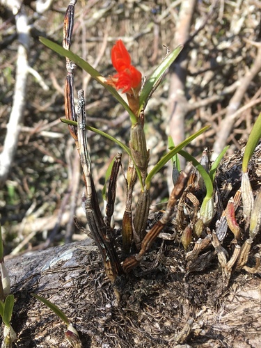 Scaphyglottis bidentata, photograph 5
