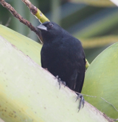 Ptiloxena atroviolacea
