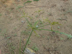 Cyperus iria