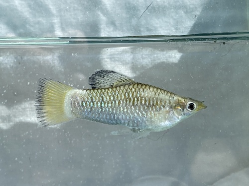 Perugia's limia (Limia perugiae) — Poeciliidae — 2