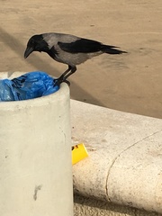 Corvus cornix