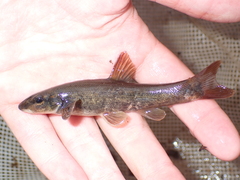 Longnose Dace photo 3