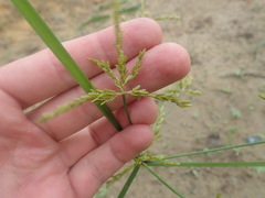 Cyperus iria
