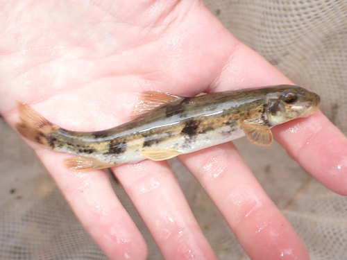 Torrent sucker (Thoburnia rhothoeca) — Catostomidae — 3