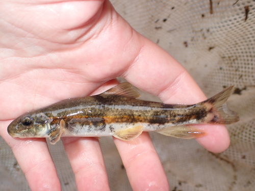Torrent sucker (Thoburnia rhothoeca) — Catostomidae — 2