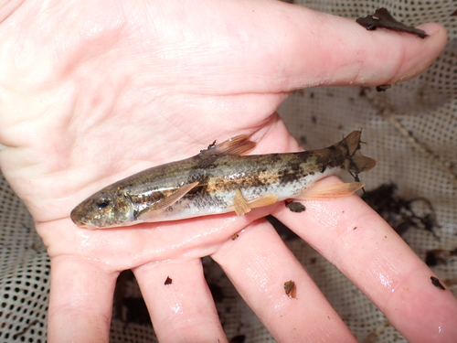 Torrent sucker (Thoburnia rhothoeca) — Catostomidae — 4