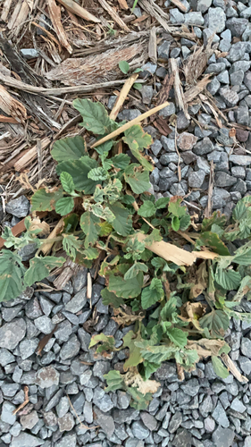 Waltheria indica observed 2026-03-04
