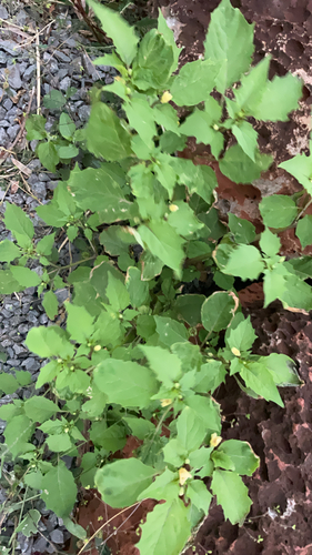 Physalis angulata observed 2026-03-04
