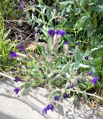 Anchusa hybrida