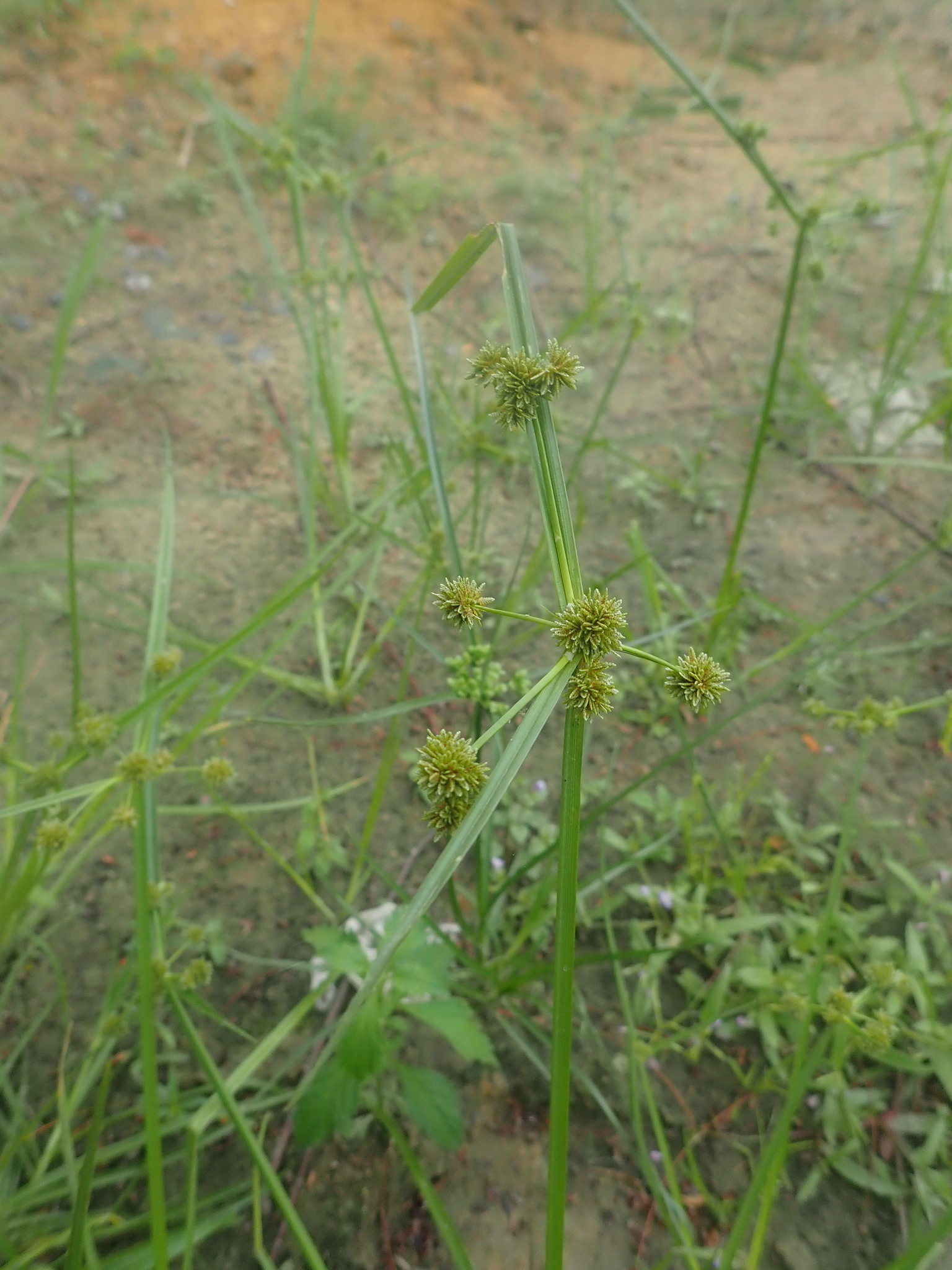 Cyperus difformis (Cyperus difformis)