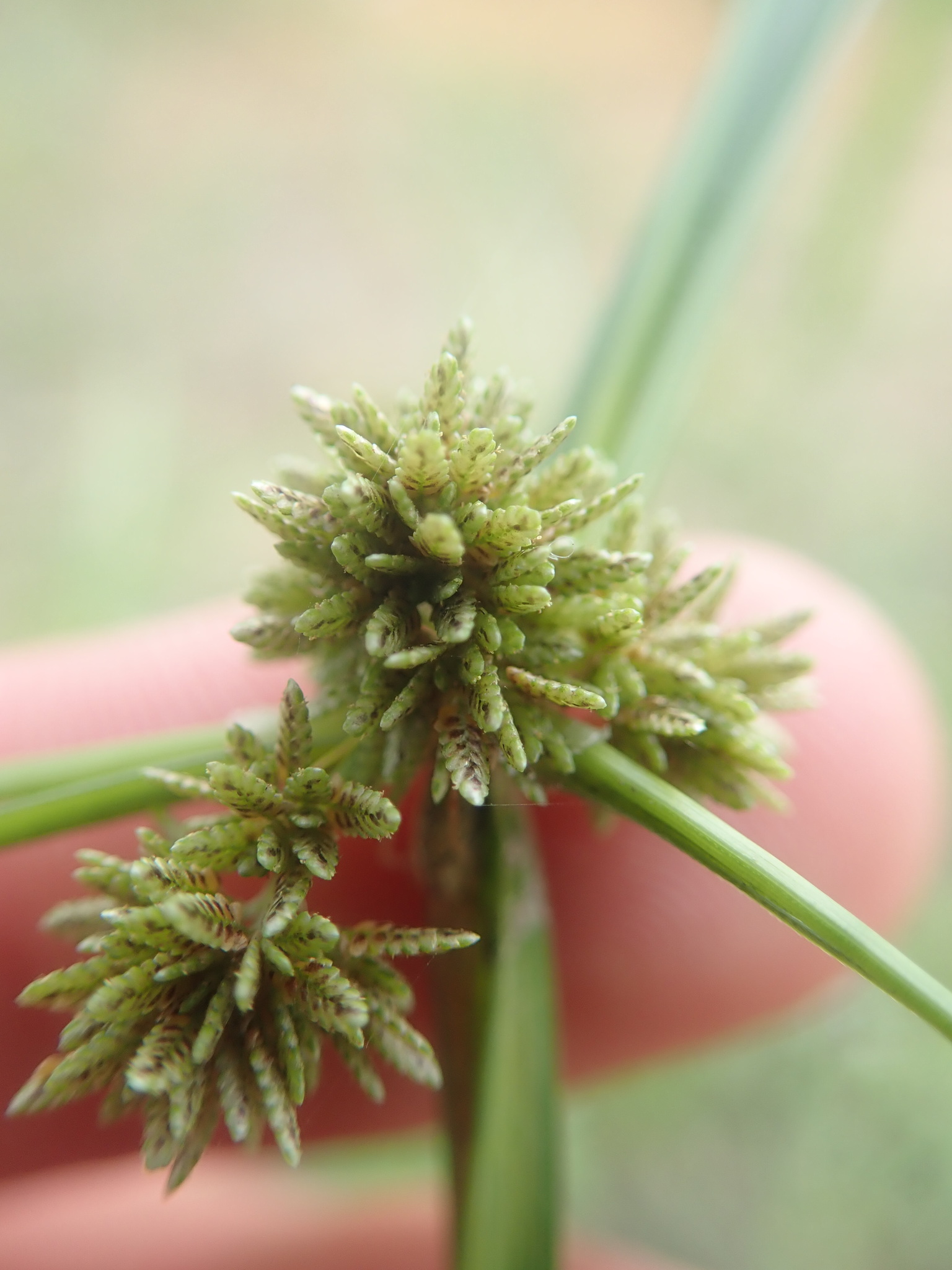 Cyperus difformis — ảnh 2