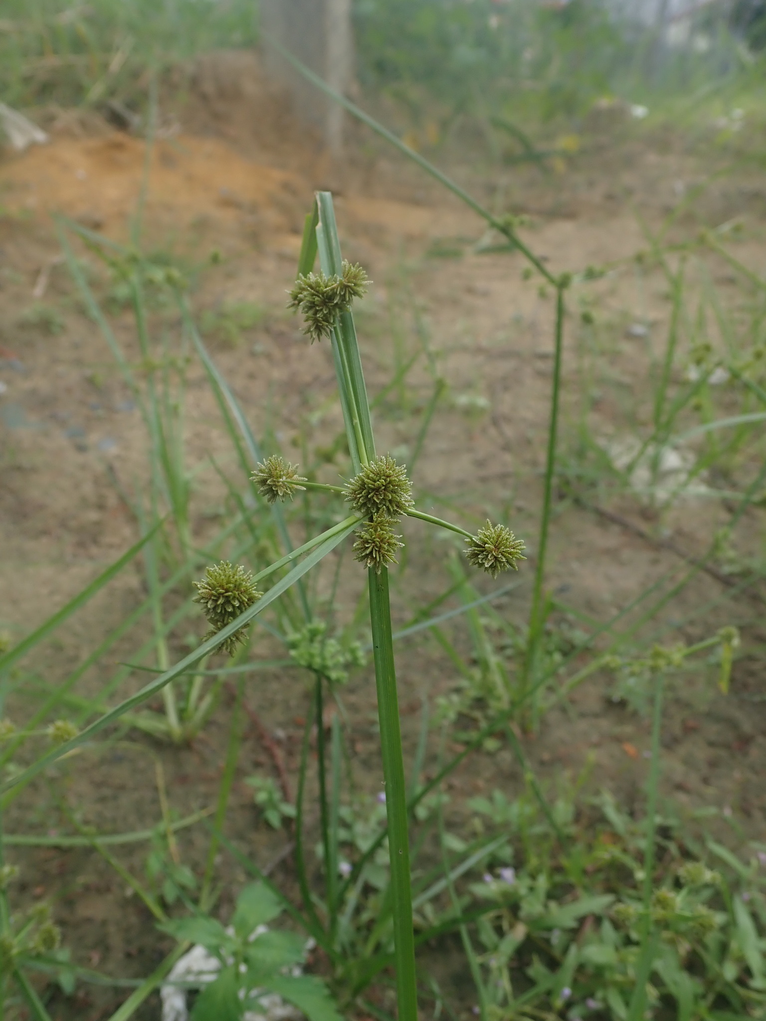 Cyperus difformis — ảnh 3