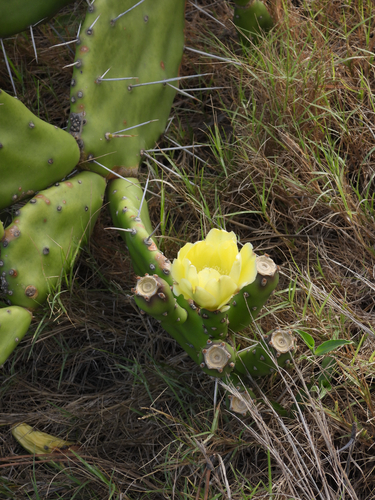Opuntia arechavaletae, photograph 6