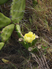 Opuntia arechavaletae, photograph (c) Ernesto Fernandez Polcuch, some rights reserved (CC BY)
