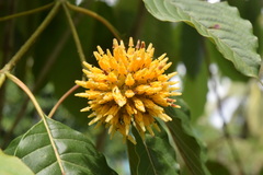 Mitragyna speciosa