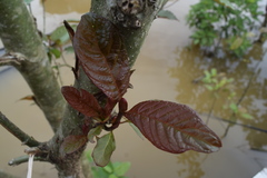 Mitragyna speciosa
