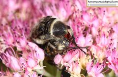 Lasiotrichius succinctus