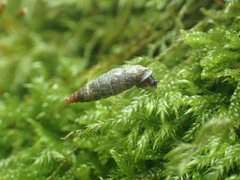 Clausilia