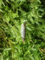 Clausilia