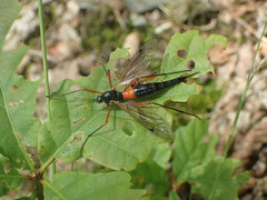 Tanyptera atrata