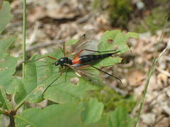 Tanyptera atrata