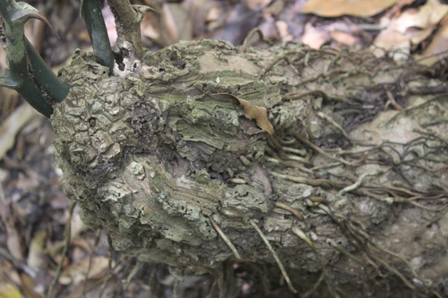 Dioscorea mexicana (Dioscorea mexicana)