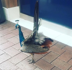 Pavo cristatus × muticus