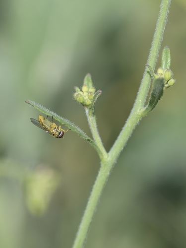 Unknown species found near North Arroyo, Pasadena, CA, USA