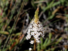 Bulbinella cauda-felis