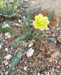 Oenothera primiveris