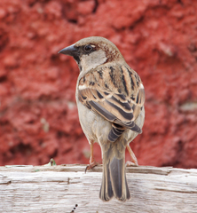 Passer domesticus