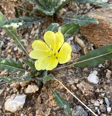 Oenothera primiveris