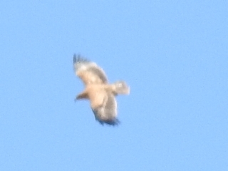 Tawny Eagle (Aquila rapax), photo 3