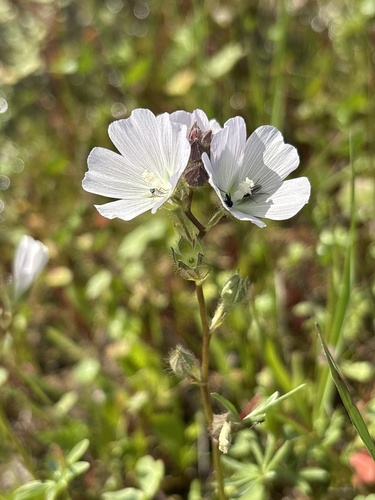 Annual Checkerbloom (Sidalcea calycosa)
