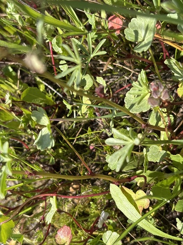 Sidalcea calycosa, photograph 2