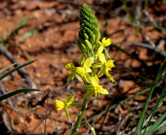 Bulbine frutescens