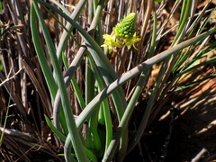 Bulbine frutescens