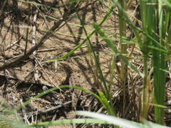 Liolaemus wiegmannii