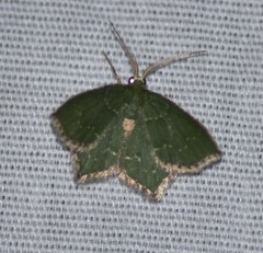 Chloropteryx tepperaria