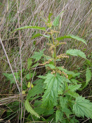 Scrub Nettle (Urtica incisa)