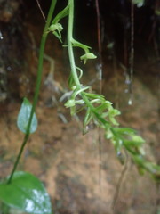 Platanthera angustata
