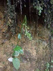 Platanthera angustata