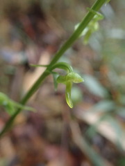 Platanthera angustata