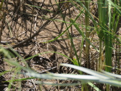 Liolaemus wiegmannii