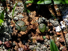 Bulbine mesembryanthemoides