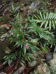 Phyllagathis